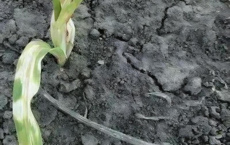 白酒如何快速下单掌握这些技巧轻松实现酒水无忧_白酒如何快速下单